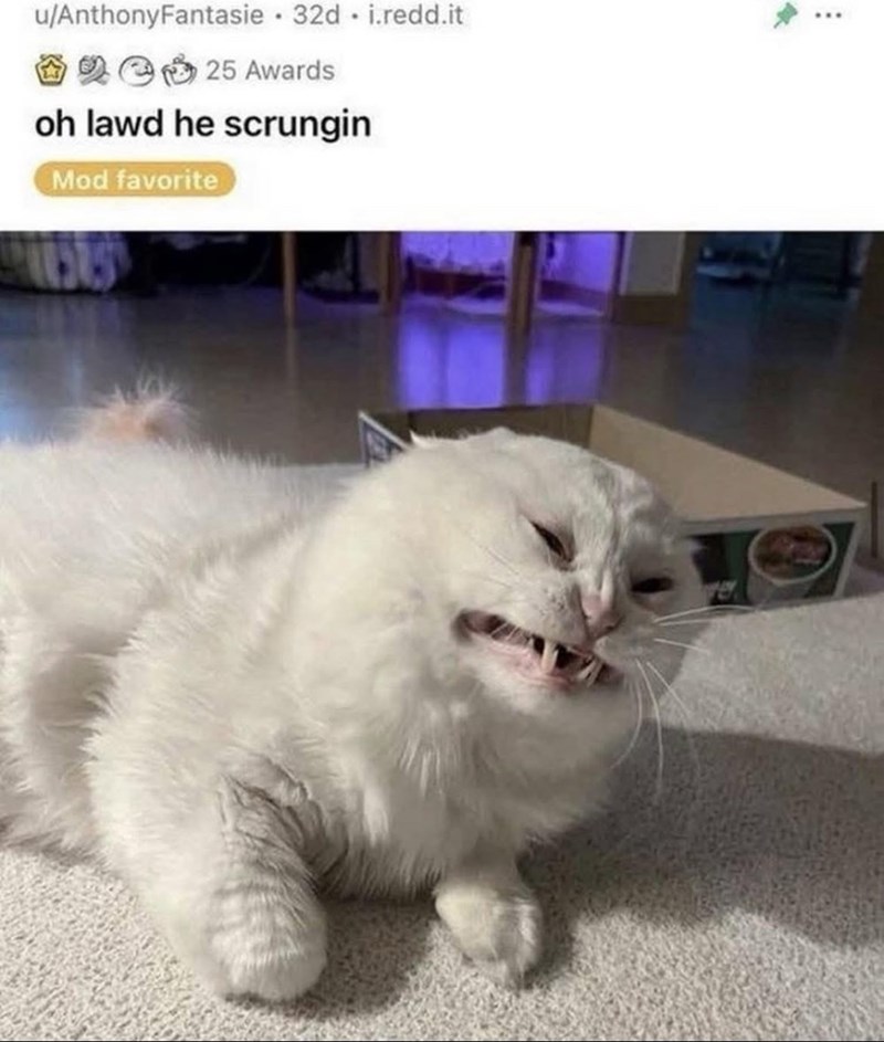 u/AnthonyFantasie 32d i.redd.it 25 Awards oh lawd he scrungin Mod favorite