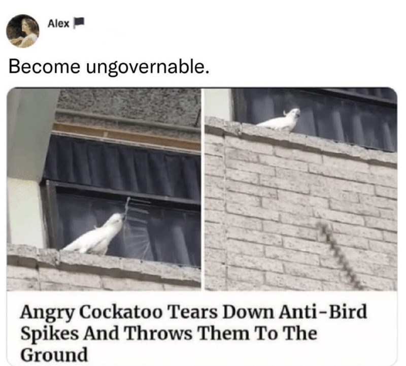 Alex Become ungovernable. Angry Cockatoo Tears Down Anti-Bird Spikes And Throws Them To The Ground