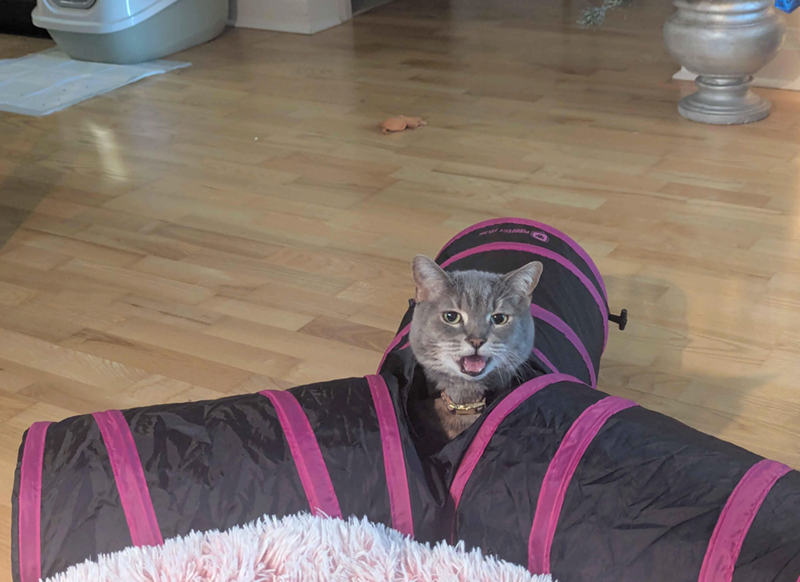 PURRFECT FELI