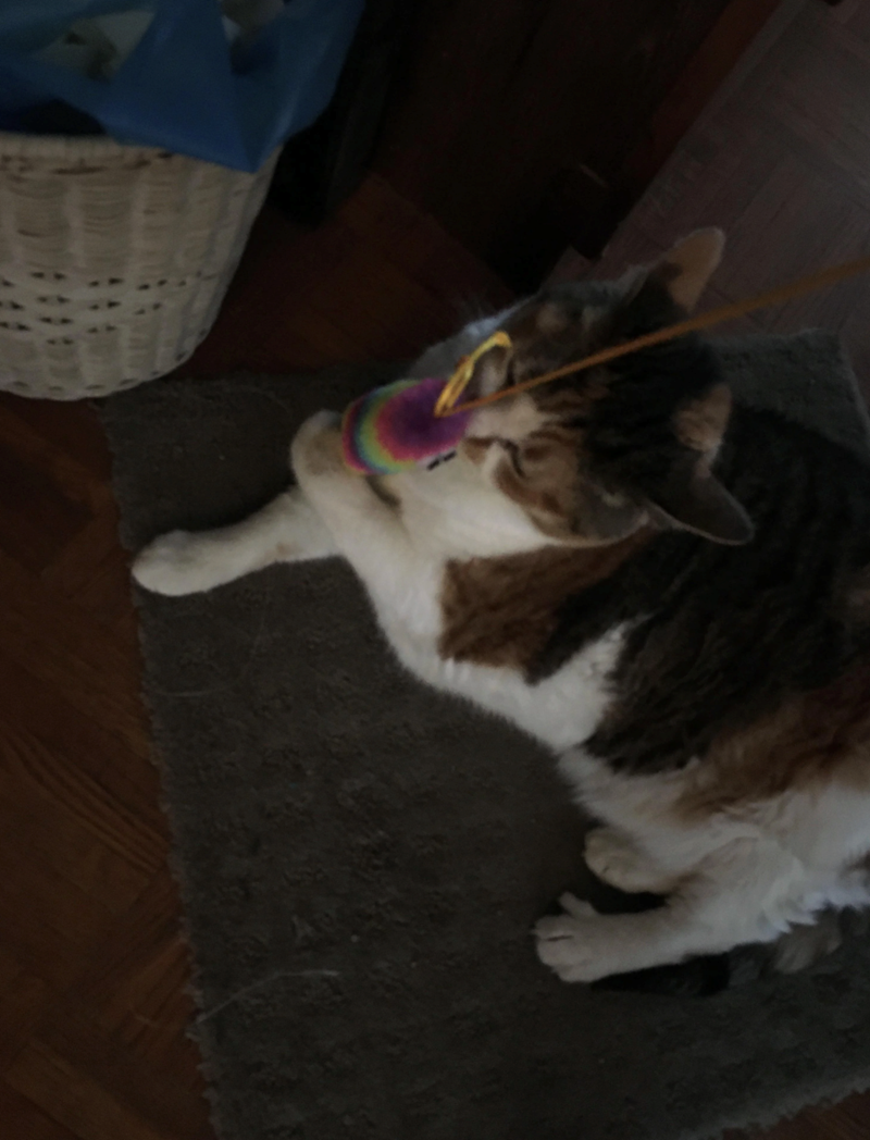 Cheezburger Image 10642145280
