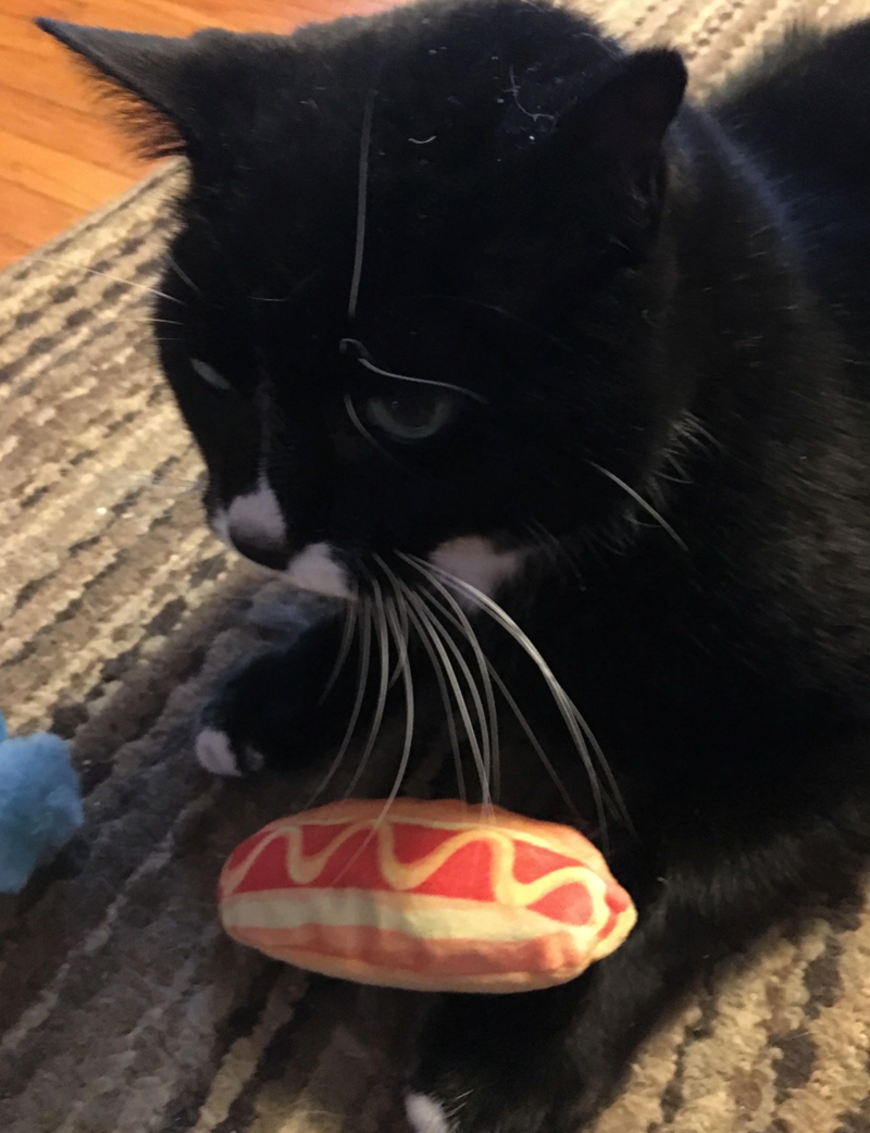 Cheezburger Image 10642145536