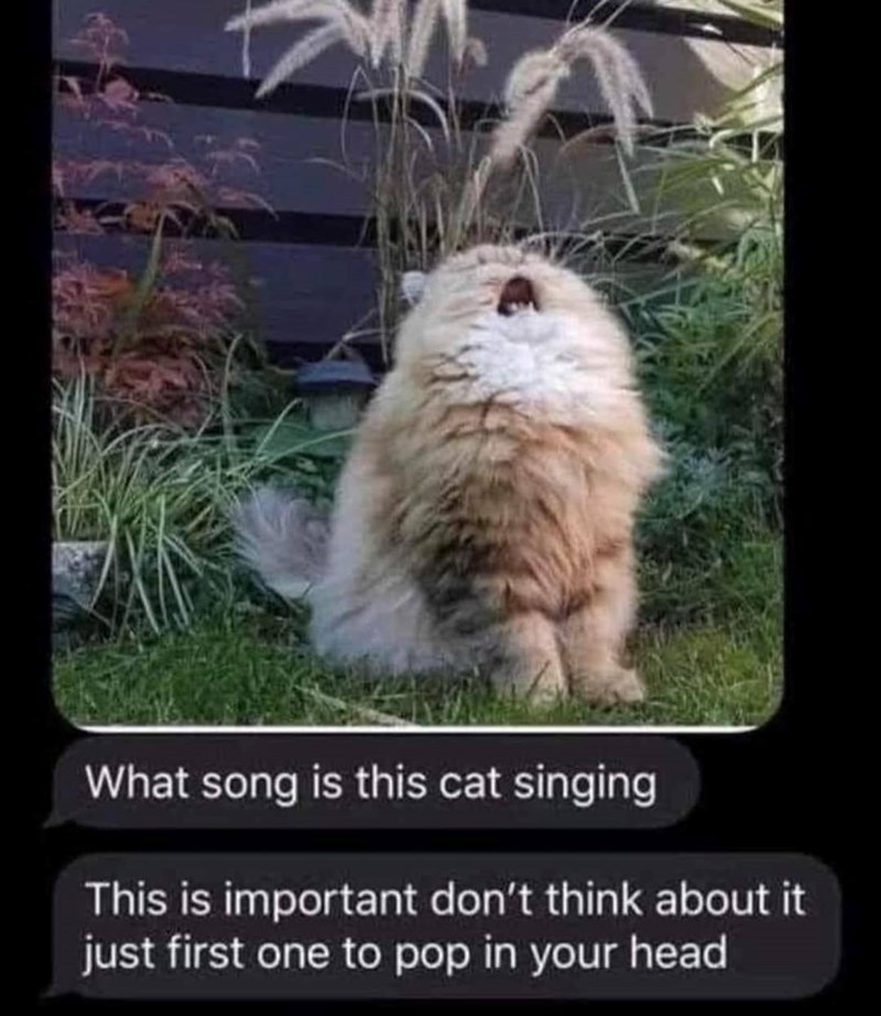 What song is this cat singing This is important don't think about it just first one to pop in your head