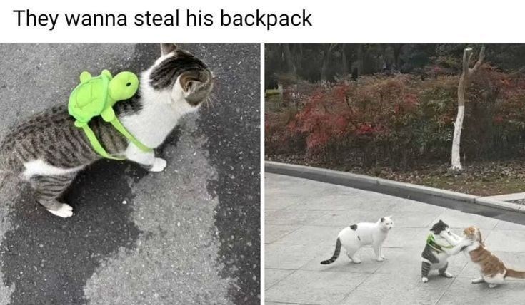 They wanna steal his backpack