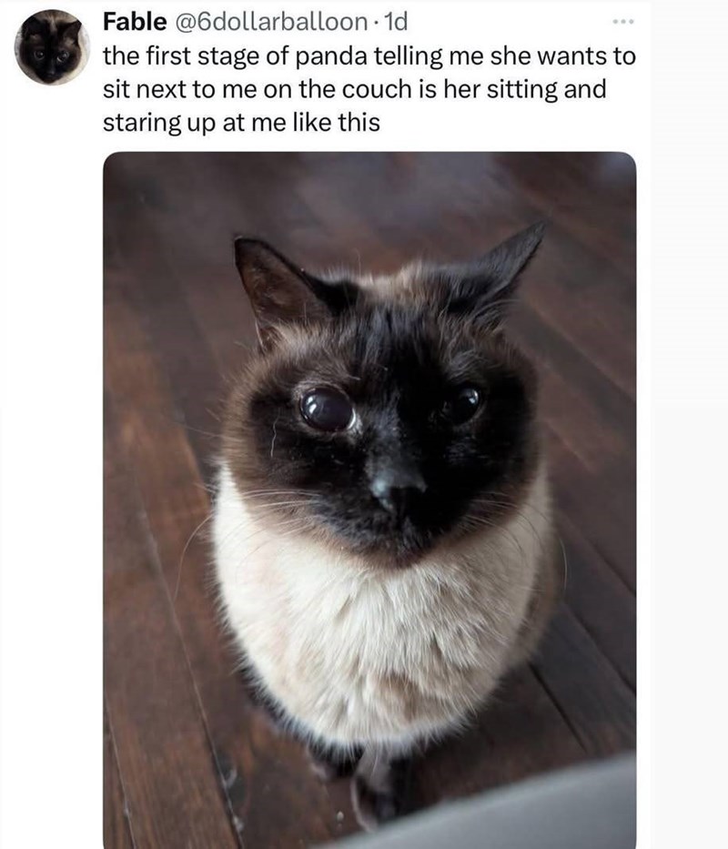Fable @6dollarballoon. 1d 000 the first stage of panda telling me she wants to sit next to me on the couch is her sitting and staring up at me like this