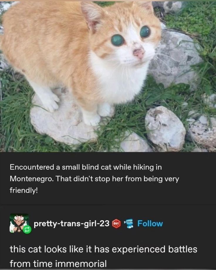 Encountered a small blind cat while hiking in Montenegro. That didn't stop her from being very friendly! pretty-trans-girl-23 Follow this cat looks like it has experienced battles from time immemorial