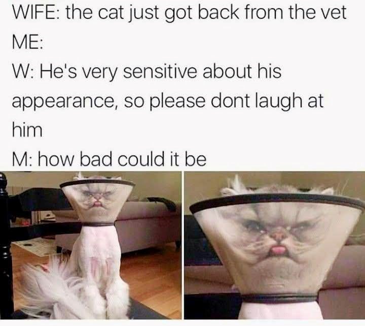 WIFE: the cat just got back from the vet ME: W: He's very sensitive about his appearance, so please dont laugh at him M: how bad could it be