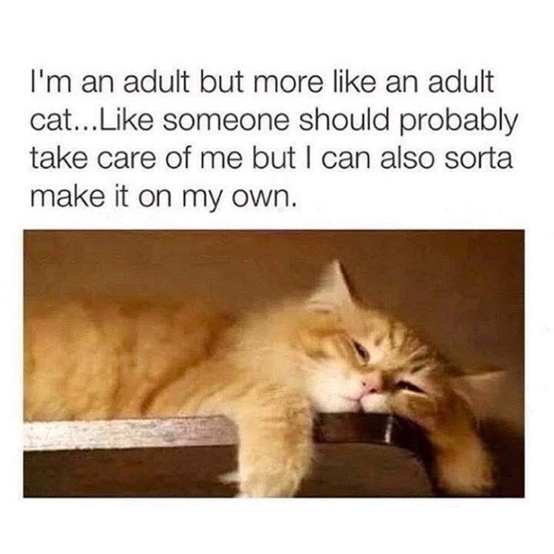 I'm an adult but more like an adult cat...Like someone should probably take care of me but I can also sorta make it on my own.