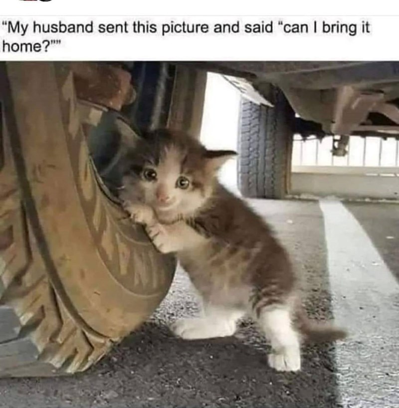 "My husband sent this picture and said "can I bring it home?""