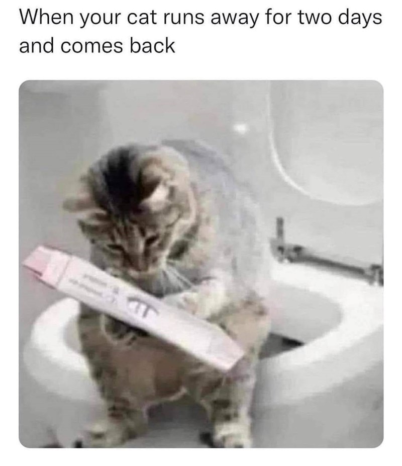 When your cat runs away for two days and comes back T