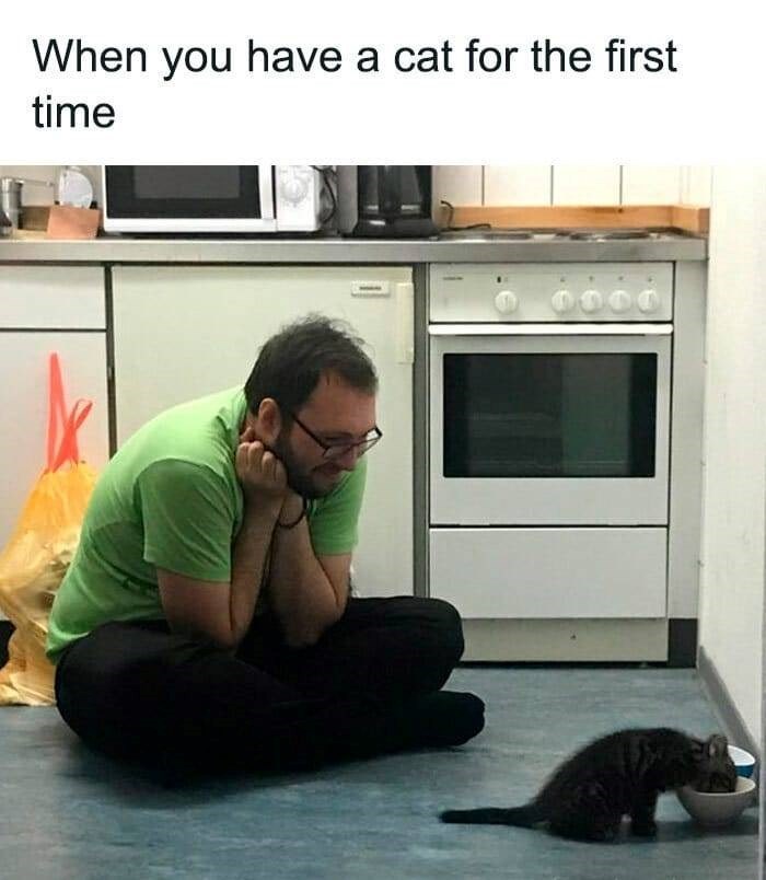 When you have a cat for the first time 0000