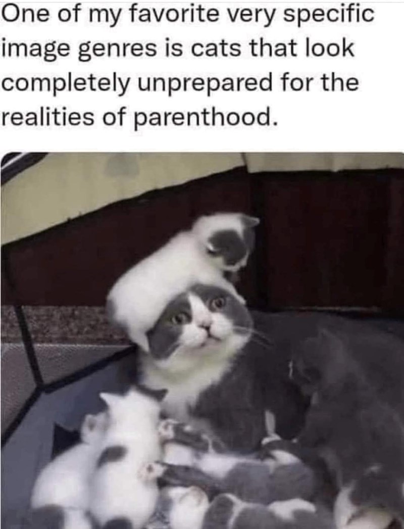 One of my favorite very specific image genres is cats that look completely unprepared for the realities of parenthood.