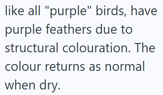 like all "purple" birds, have purple feathers due to structural colouration. The colour returns as normal when dry.