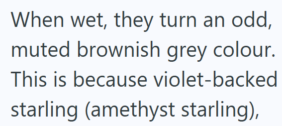 When wet, they turn an odd, muted brownish grey colour. This is because violet-backed starling (amethyst starling),