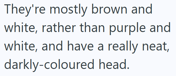 They're mostly brown and white, rather than purple and white, and have a really neat, darkly-coloured head.