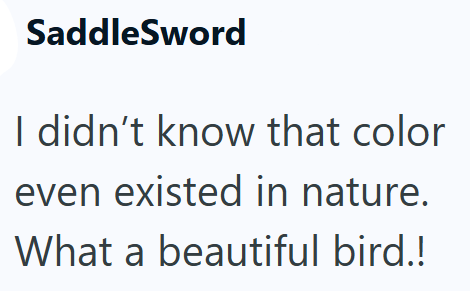 SaddleSword I didn't know that color even existed in nature. What a beautiful bird.!