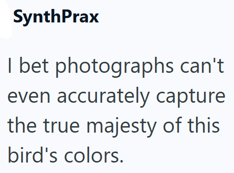 SynthPrax I bet photographs can't even accurately capture the true majesty of this bird's colors.