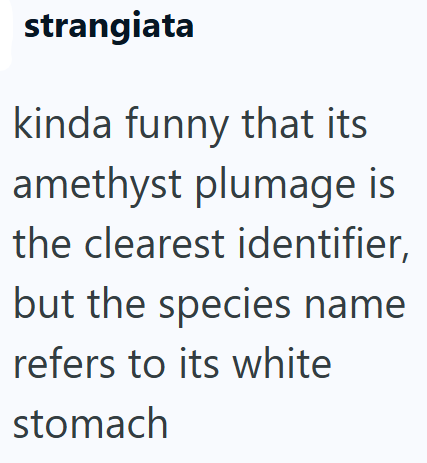 strangiata kinda funny that its amethyst plumage is the clearest identifier, but the species name refers to its white stomach