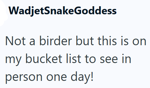 WadjetSnakeGoddess Not a birder but this is on my bucket list to see in person one day!