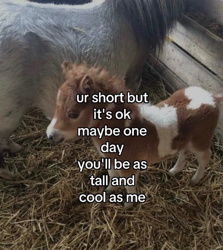 ur short but it's ok maybe one day you'll be as tall and cool as me
