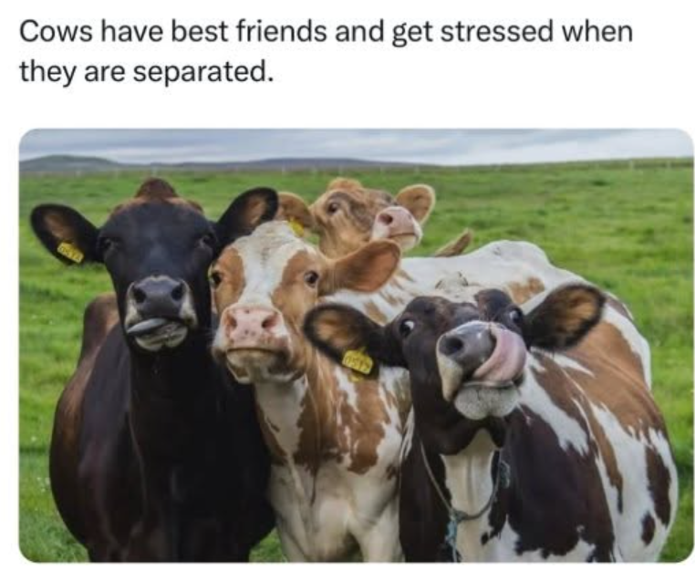 Cows have best friends and get stressed when they are separated.