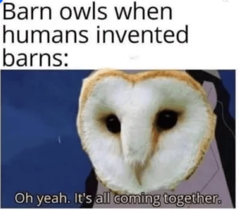 Barn owls when humans invented barns: Oh yeah. It's all coming together.