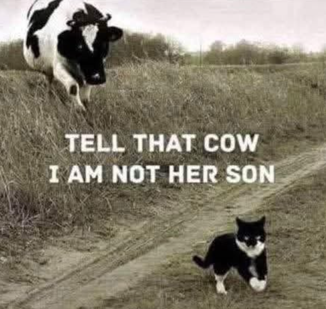 TELL THAT COW I AM NOT HER SON