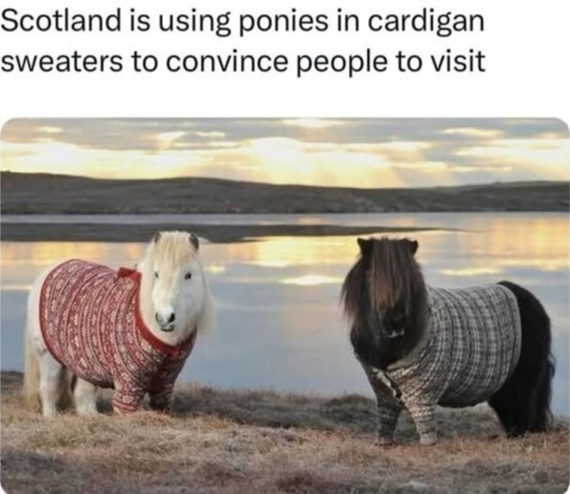 Scotland is using ponies in cardigan sweaters to convince people to visit
