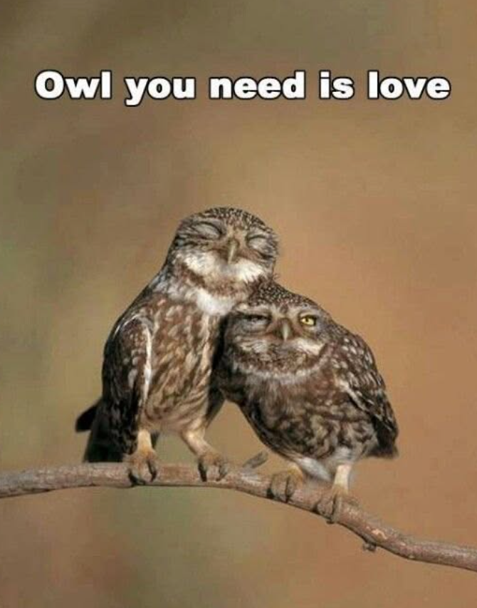 Owl you need is love