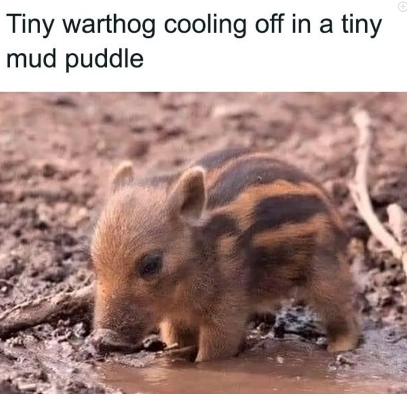 Tiny warthog cooling off in a tiny mud puddle +
