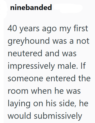 ninebanded 40 years ago my first greyhound was a not neutered and was impressively male. If someone entered the room when he was laying on his side, he would submissively