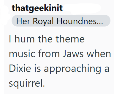 thatgeekinit Her Royal Houndnes... I hum the theme music from Jaws when Dixie is approaching a squirrel.
