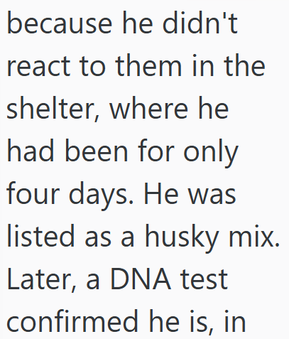 because he didn't react to them in the shelter, where he had been for only four days. He was listed as a husky mix. Later, a DNA test confirmed he is, in