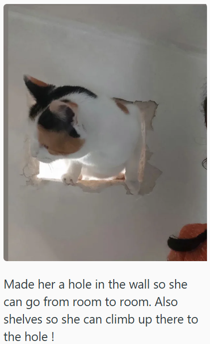 Made her a hole in the wall so she can go from room to room. Also shelves so she can climb up there to the hole!