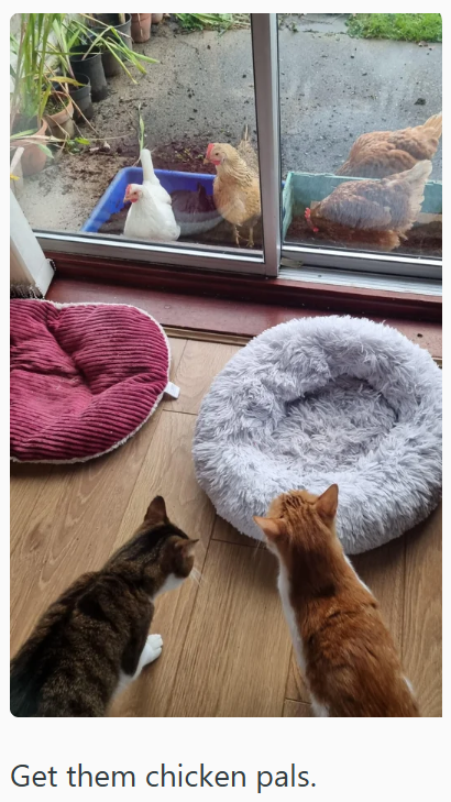 Get them chicken pals.