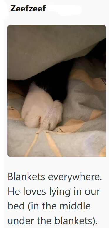 Zeefzeef Blankets everywhere. He loves lying in our bed (in the middle under the blankets).
