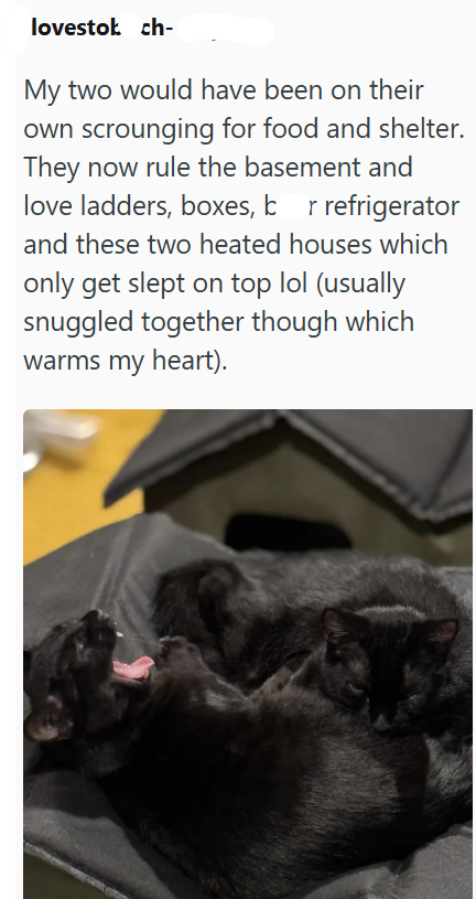 lovestok ch- My two would have been on their own scrounging for food and shelter. They now rule the basement and love ladders, boxes, br refrigerator and these two heated houses which only get slept on top lol (usually snuggled together though which warms my heart).
