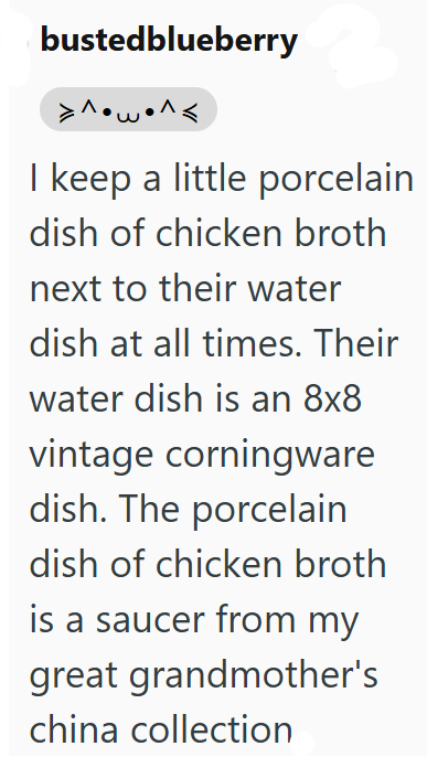 bustedblueberry I keep a little porcelain dish of chicken broth next to their water dish at all times. Their water dish is an 8x8 vintage corningware dish. The porcelain dish of chicken broth is a saucer from my great grandmother's china collection