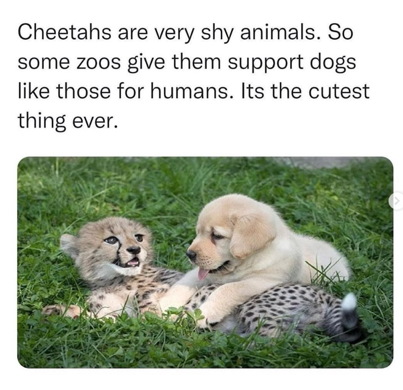 Cheetahs are very shy animals. So some zoos give them support dogs like those for humans. Its the cutest thing ever. 2