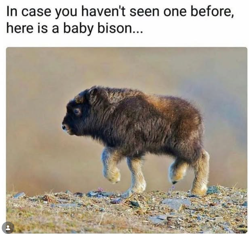 In case you haven't seen one before, here is a baby bison...