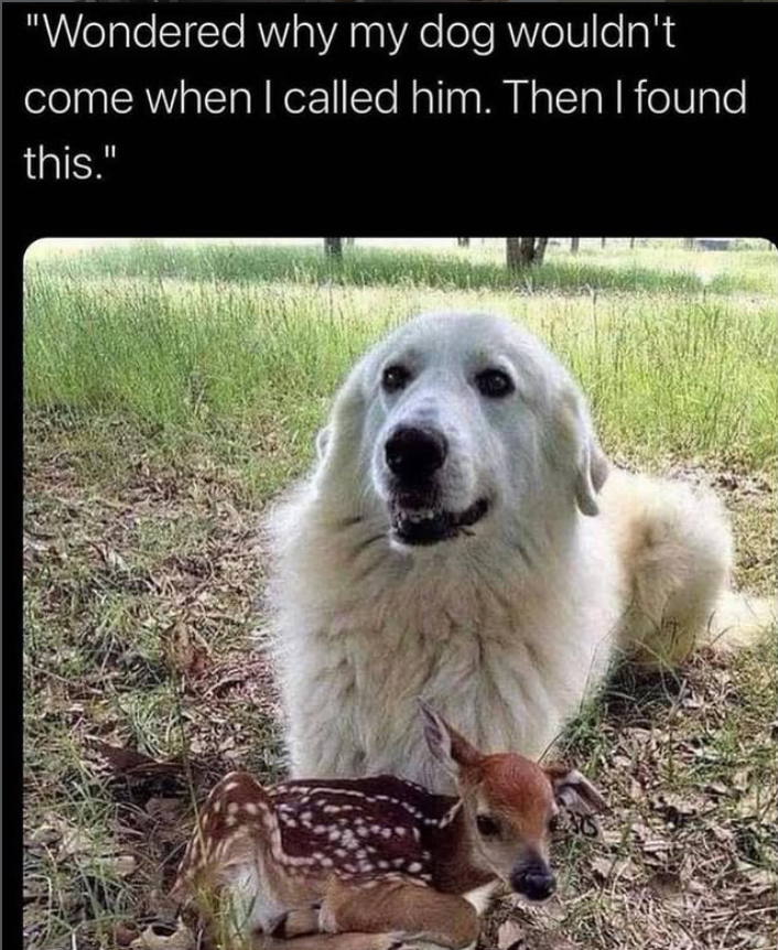 "Wondered why my dog wouldn't come when I called him. Then I found this."