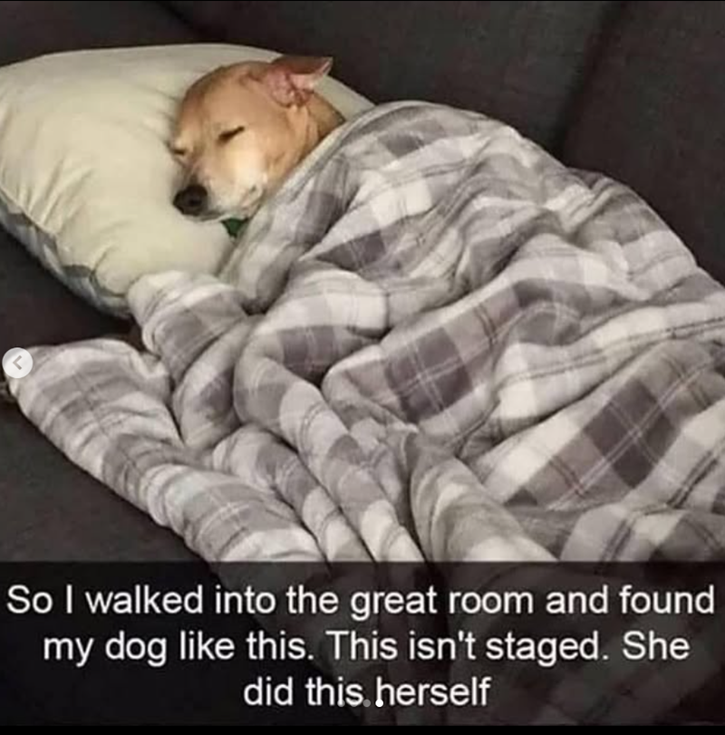 < So I walked into the great room and found my dog like this. This isn't staged. She did this. herself