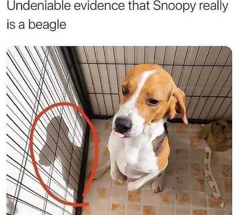 Undeniable evidence that Snoopy really is a beagle