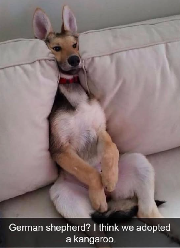 German shepherd? I think we adopted a kangaroo.