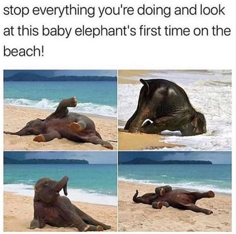 stop everything you're doing and look. at this baby elephant's first time on the beach!