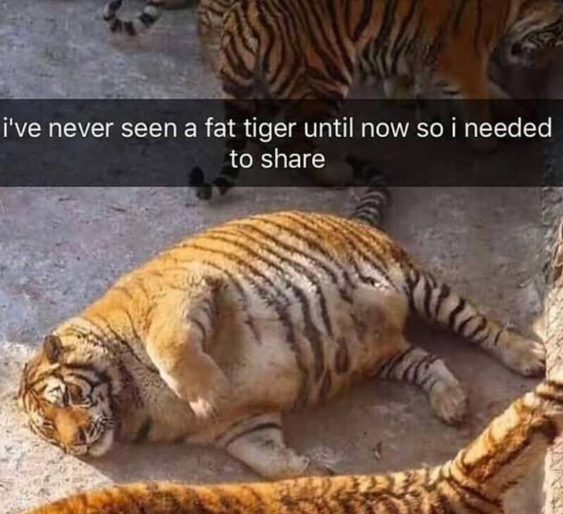 i've never seen a fat tiger until now so i needed to share