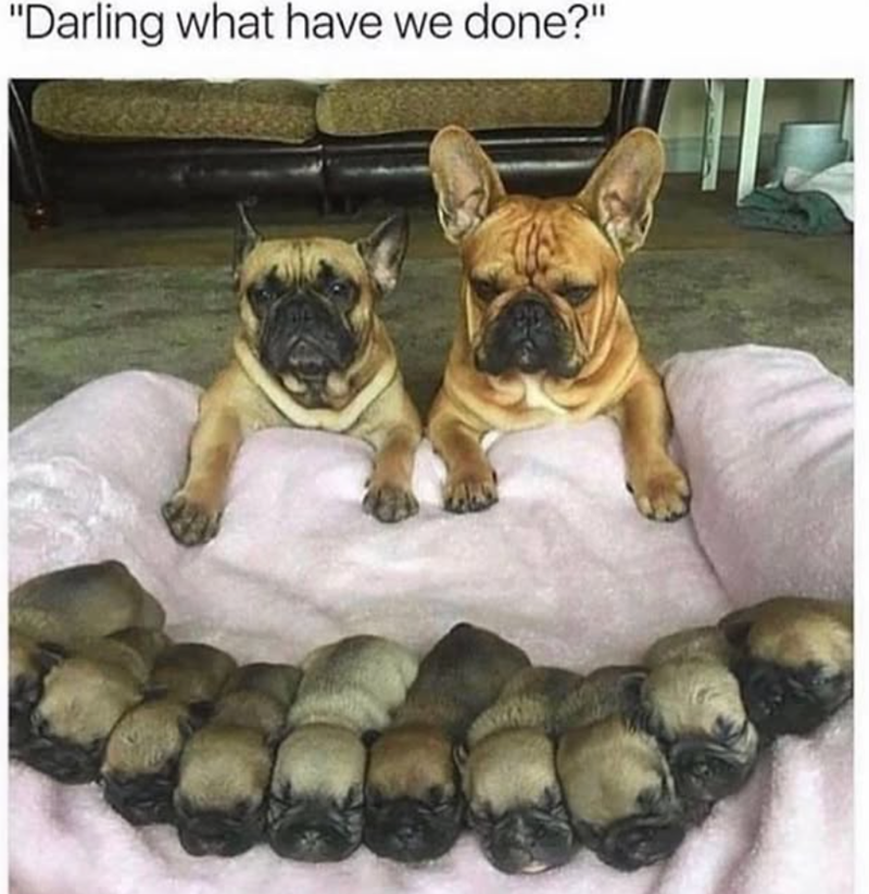 "Darling what have we done?"