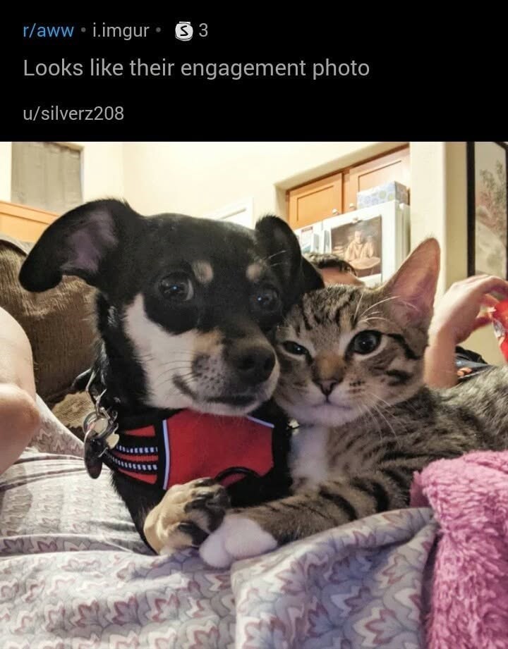 r/aww ⚫i.imgur⚫ 3 Looks like their engagement photo u/silverz208