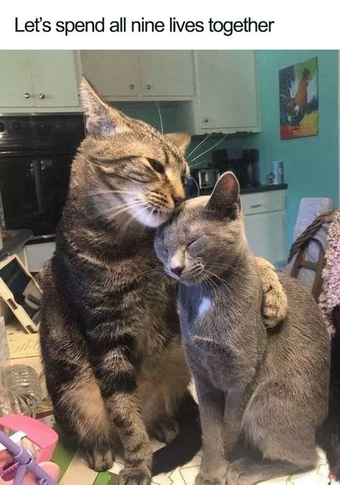 Let's spend all nine lives together
