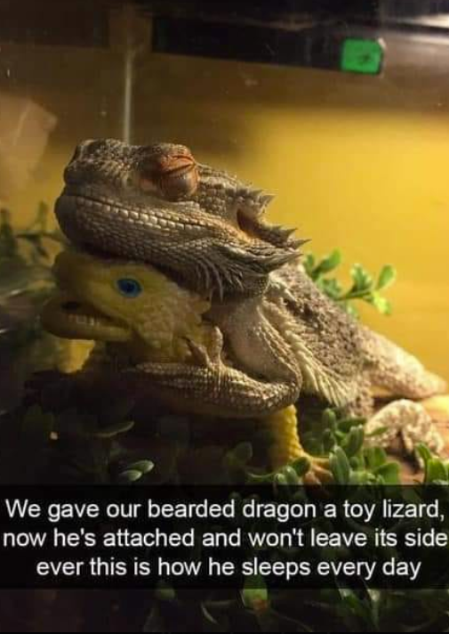 712 We gave our bearded dragon a toy lizard, now he's attached and won't leave its side ever this is how he sleeps every day
