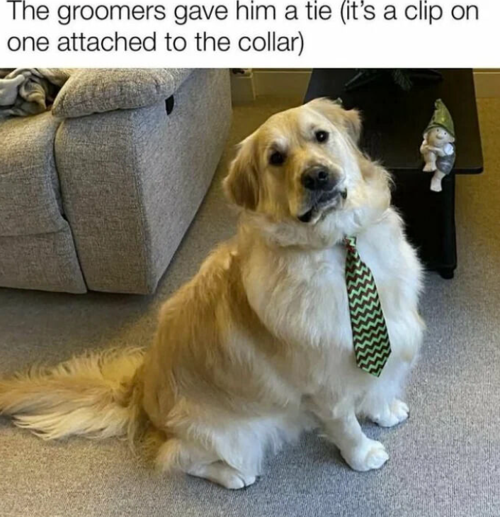 The groomers gave him a tie (it's a clip on one attached to the collar)